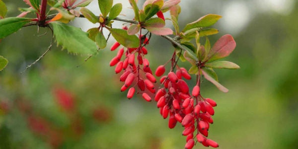 Ce este Berberina și care este rolul său în organism?